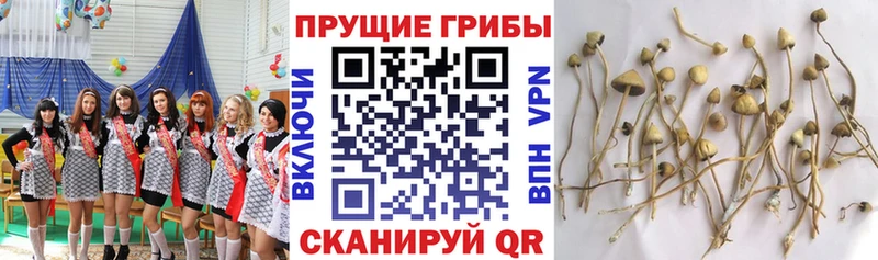 купить закладку  Лосино-Петровский  Псилоцибиновые грибы MAGIC MUSHROOMS 